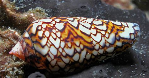  Cone Snail - A Creature Hiding Deadly Beauty Under Its Sleek Spiral Shell! 