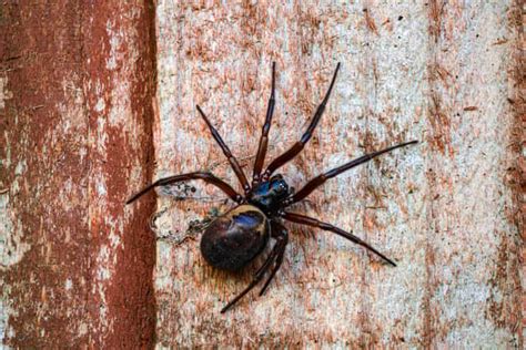  False Widow Spider: A Bite You Won't Soon Forget –  A Venomous Arachnid Hiding in Plain Sight