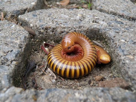 Millipedes: Exploring the Remarkably Colorful World of Decomposers with Many Legs!