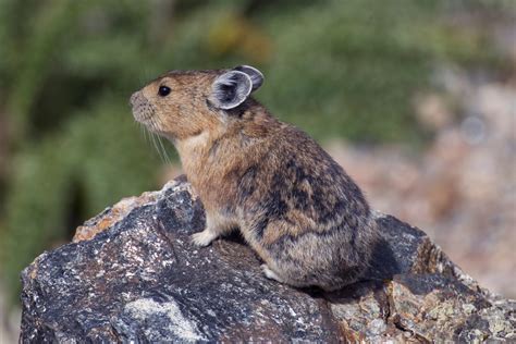  Pika! A Furry Little Mountain Climber That Thrives in Rocky Terrain