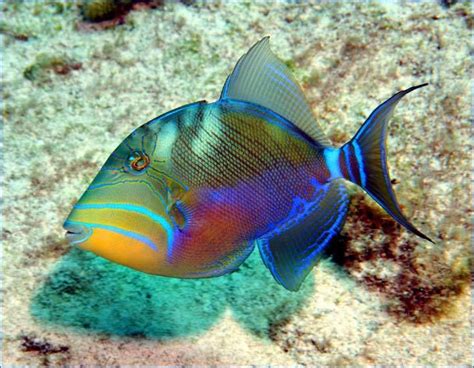 Queen Triggerfish! A Colorful Reef Resident With An Attitude as Fierce as Its Bite