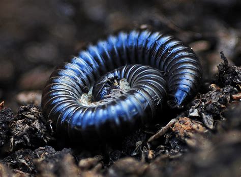 Quingxius: Can This Miniature Millipede Conquer Your Heart With Its Enchanting Crawling Style and Striking Metallic Sheen?