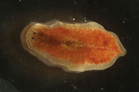  Quiriticoides! A Tiny Free-Living Flatworm with a Surprisingly Complicated Digestive System