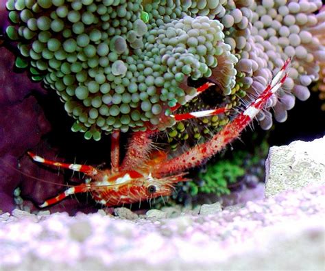  Red Squat Lobster:  A Tiny Deep-Sea Dweller With An Appetite for Anything It Can Find!