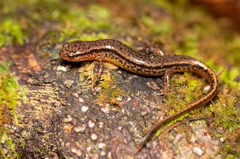 Salamander: An Amphibious Marvel With Skin That Feels Like Velvet