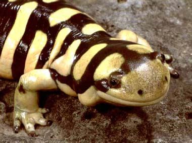  Tiger Salamander: A Slithery Amphibian Master of Disguise and Regeneration