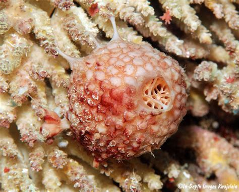 Top-Tier Tethya: Discover the Underwater Marvel That Thrives in Coastal Delights!