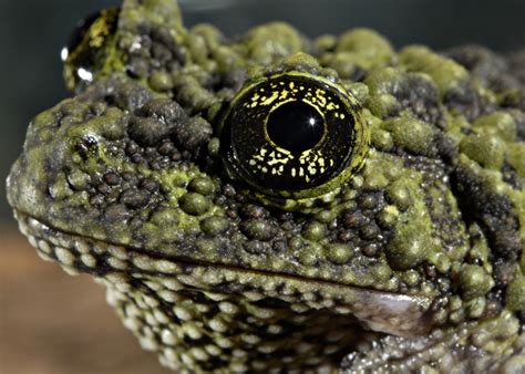  Vietnamese Mossy Frog: A Master of Camouflage With Remarkable Adaptive Abilities!