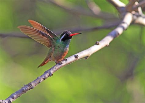  X-Ray Vision? Discover the Amazing World of the Xantus's Hummingbird!