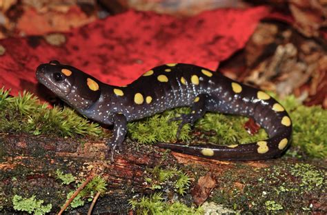  Yellow-Spotted Salamander: This Tiny Amphibian Masterfully Disguises Itself While Embracing an Aquatic Lifestyle!