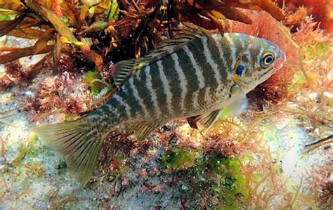 Zebraperch: A Freshwater Fish Known For Its Stripes and Bottom-Dwelling Habits!