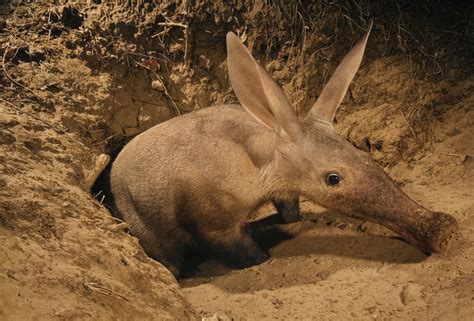  Aardvark: An Underground Excavator With a Nose for Termites!