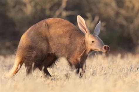  Aardvark: Exploring the Fascinating World of the Ant-Eating Pig!