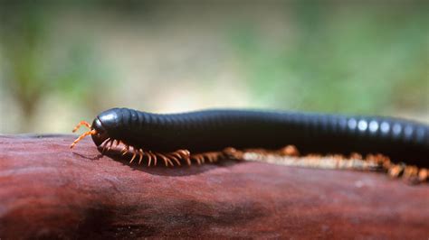  African Giant Millipede: A Nocturnal Decomposer With Hundreds of Legs!