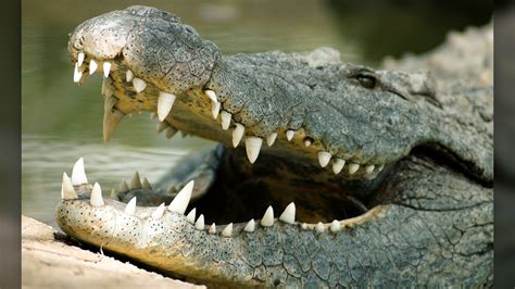  Alligator: Known For Its Ancient Lineage And Powerful Jaws That Can Crush Bone!