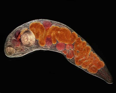  Allocreadium! A Trematode Worm Exhibiting Remarkable Adaptability and Thriving in Diverse Aquatic Environments