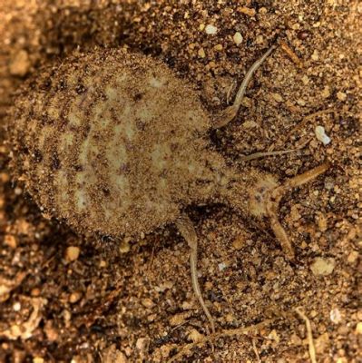  Antlion! An Incredible Insect That Builds Deadly Traps and Lives a Secret Life