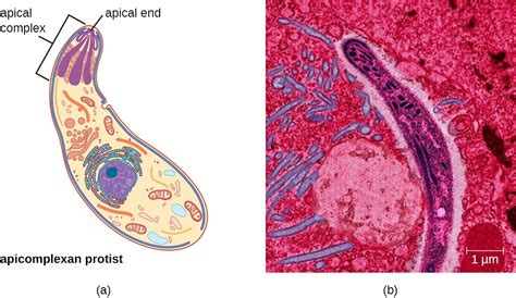 Apicomplexans: These Single-Celled Parasites Are Masters of Manipulation, Hiding Within Their Hosts With Stealthy Precision!