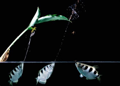  Archerfish! A Tiny Hunter With Astonishing Accuracy Shoots Down Prey From Above the Water Surface