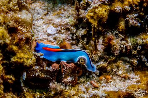  Azure Eyed Marine Flatworm: A Tiny Predator with Voracious Appetite and Striking Appearance