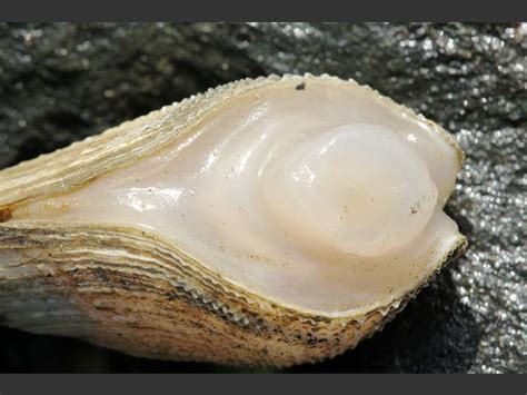  Barnea! A Bivalve That Lives Buried But Still Thrives Despite Its Deep-Sea Stealth