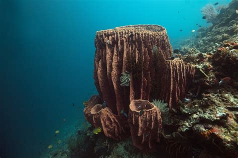 Barrel Sponge - This Remarkable Marine Creature Employs Chemical Warfare To Defend Its Spongy Territory!