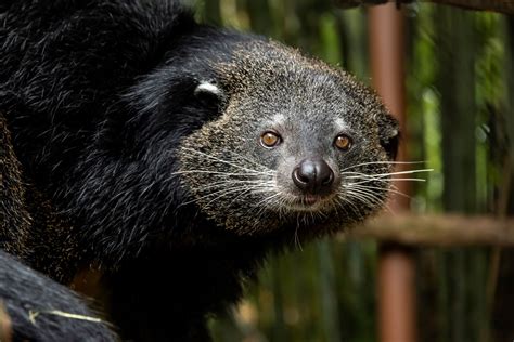  Binturong: An Animal That Smells Like Popcorn But Climbs Trees With The Agility Of A Squirrel!