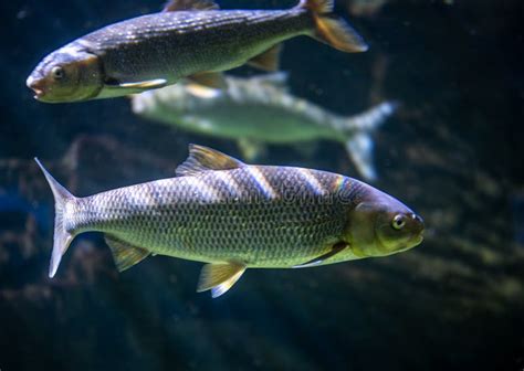 Bluefish A Fascinating Underwater Predator with Glistening Scales and an insatiable Appetite!