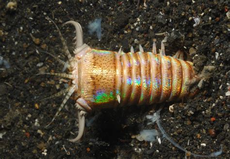  Bobbit Worm: A Deep-Sea Dweller Who Can Regrow its Own Body! 