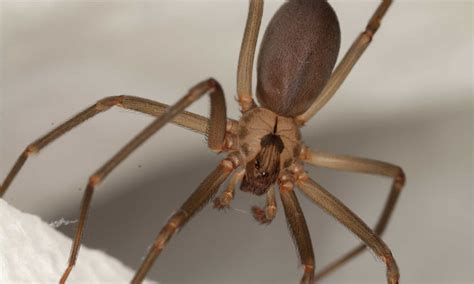 Brown Recluse! A Masterful Architect of Webs Hiding Dangerously Close to Home