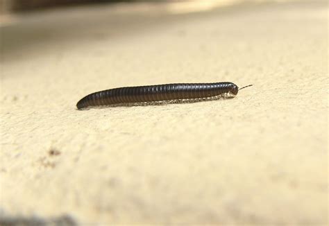 Elateridae Millipedes: A Slow-Motion Symphony of Segmented Delight!