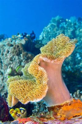 Elephant Ear Coral: A Stunning Example of Underwater Architecture Built by a Masterful Soft-Bodied Creature!