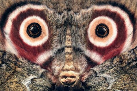 Emperor Moth! These Majestic Creatures Exude Elegance With Their Vibrant Colors and Exquisite Wing Patterns