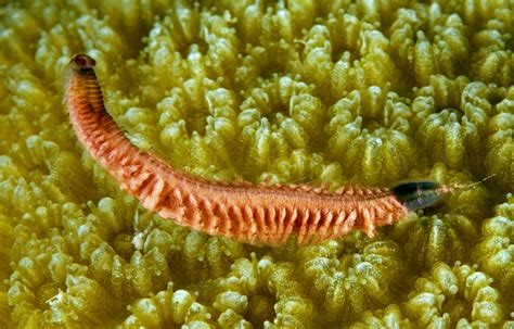  Eunicidae! A Dive into the World of This Bristly Benthic Beast