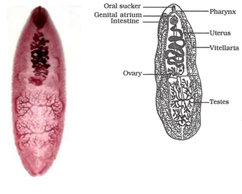  Fasciolopsis Buski! A Tiny Trematode Tackling Troublesome Tentacles with Tiny Teeth