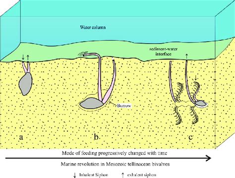 File Shell: These Bivalves Are Masters of Filter Feeding, Burrowing Deep Into Their Sandy Homes!