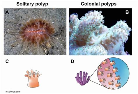 Fire Coral! A Stinging Colonial Polyp With Stunningly Beautiful Morphology