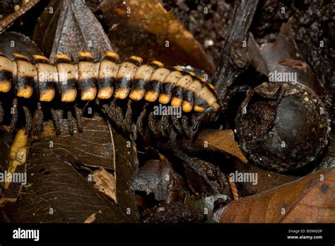  Flat-backed Millipedes: Crawling Through the Leaf Litter with Armored Elegance!