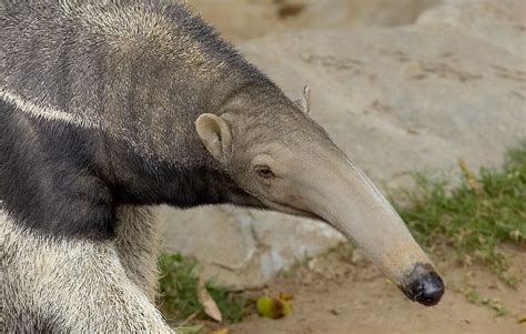  Giant Anteater: This Unique Mammal Digs Deep for its Insect Delights!