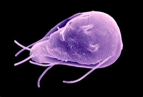  Giardia! A Microscopic Marvel With a Treacherous Appetite