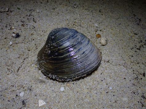  Hard Clam: A Saltwater Survivor Hiding Delicious Treasures Within Its Shells!