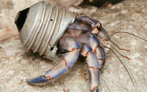  Hermit Crab: A Master of Relocation Who Employs Clever Camouflage Tactics!