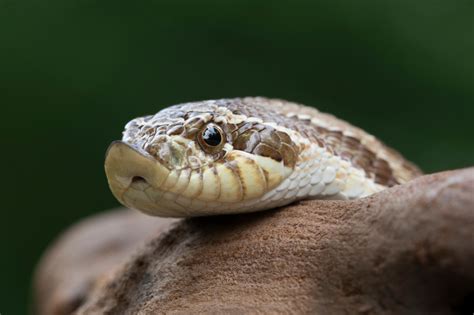  Hognose Snake: A Master of Theatrics and Sand-Dwelling Survivor!