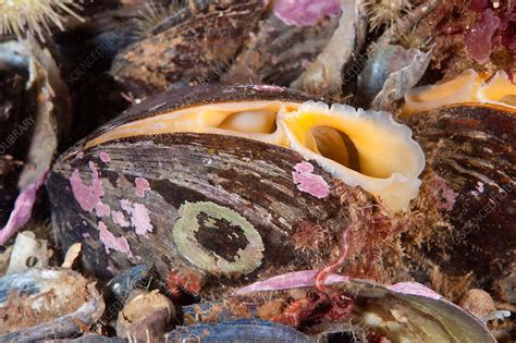 Horse Mussel – A Curious Shellfish Exhibiting Both Sessile Nature and Remarkable Burrowing Capabilities!