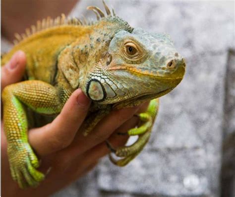  Iguana: An Ancient Lineage Lurking in Sunshine and Tropical Delights!