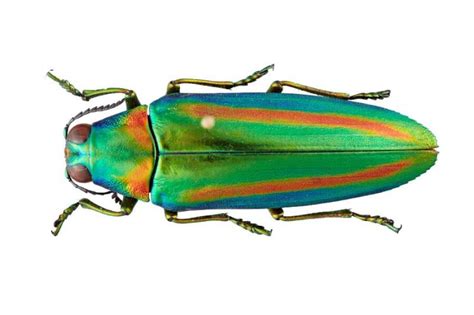  Iridescent Jewel Beetle: This Colorful Beastie Possesses a Metallic Sheen and Uses Camouflage Techniques to Evade Predators