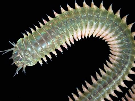 Jacobiidae: A Fascinating Deep-Sea Worm With an Unbelievably Complex Bristle Arrangement!