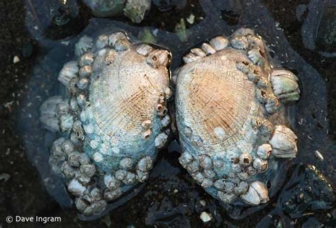  Japanese Littleneck Clam: An Edible Marvel Hiding Beneath the Waves!