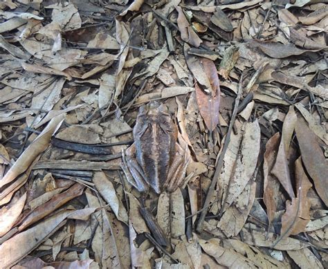 Japanese Toad: A Spectacular Specimen Sporting Glistening Skin and Exhibiting Masterful Camouflage Techniques!