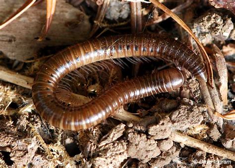 Julida: These Striking Millipedes Are Surprisingly Agile for Their Many Legs!